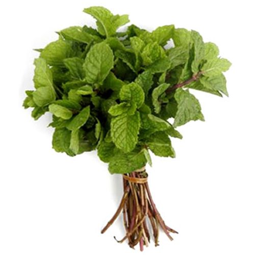 Hortelã Hidropônica Todo Verde Unidade Hortelã Hidropônica Todo Verde Unidade