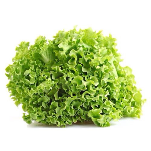 Alface Crespa Hidropônica Todo Verde Unidade