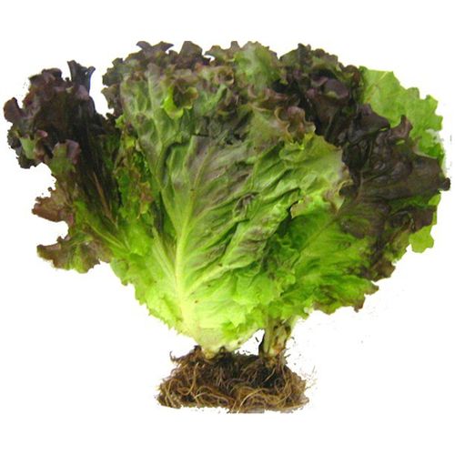 Alface Hidropônica Roxa Todo Verde Unidade