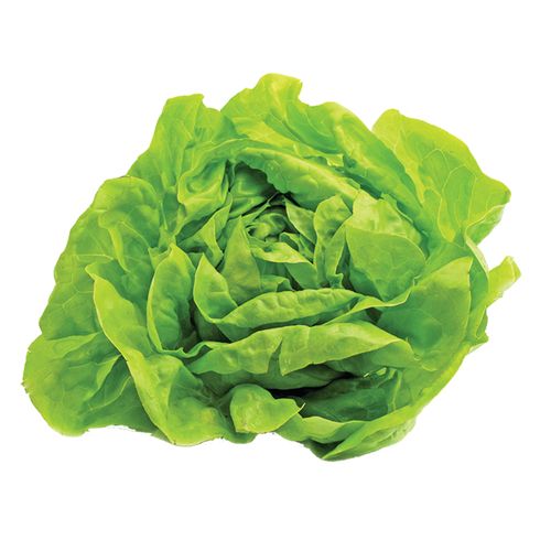 Alface Hidropônica Lisa Todo Verde Unidade