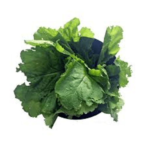 Mostarda Natural Hidropônica Recanto Da Lua Mostarda Natural Hidropônica Recanto Da Lua