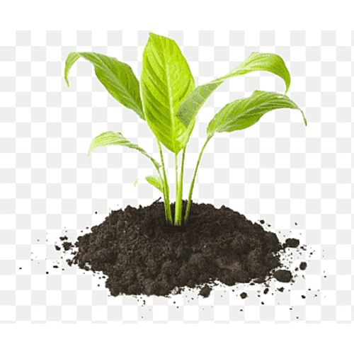 Cogumelo Shitake Fresco Zucca Funzionale 200g Cogumelo Shitake Fresco Zucca Funzionale 200g