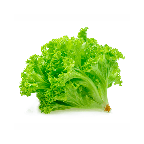 ALFACE-MIMOSA-HIDROP-P-DAGUA-UN ALFACE-MIMOSA-HIDROP-P-DAGUA-UN