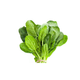 ESPINAFRE-HIDROP-TODO-VERDE-UN