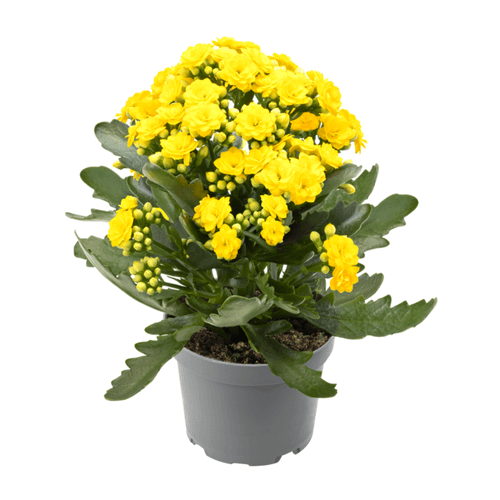 FLOR-NAT-KALANCHOE-PT-11-1UN FLOR-NAT-KALANCHOE-PT-11-1UN