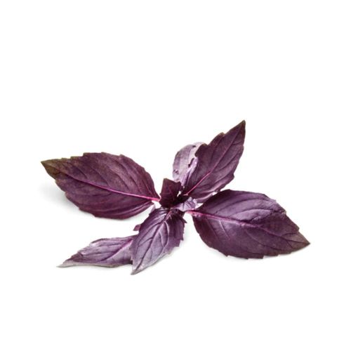 MUDA-MANJERICAO-ROXO-UN MUDA-MANJERICAO-ROXO-UN