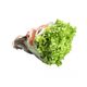 Alface-Exotica-Hidro-Sabor-Und