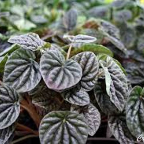 MUDA-PEPEROMIA-MINI-C13-VARIADA MUDA-PEPEROMIA-MINI-C13-VARIADA