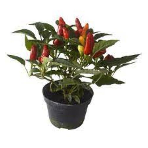 FLOR-NAT-PIMENTA-ORNAMENTAL-6UN-PT FLOR-NAT-PIMENTA-ORNAMENTAL-6UN-PT