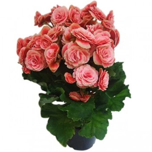 FLOR-NAT-BEGONIA-PT-14-15-1UN FLOR-NAT-BEGONIA-PT-14-15-1UN
