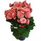 FLOR-NAT-BEGONIA-PT-14-15-1UN