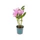 FLOR-NAT-DENDROBIUM-PT-15-1UN