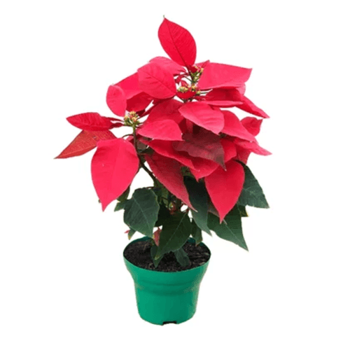 FLOR-NAT-POISENT-PT-14-15-1UN FLOR-NAT-POISENT-PT-14-15-1UN