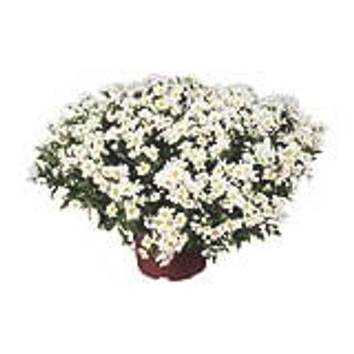 FLOR-NAT-CRISANTEMO-BOLA-BELGA-PT20 FLOR-NAT-CRISANTEMO-BOLA-BELGA-PT20