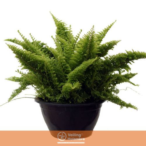 FLOR-NAT-SAMAMBAIA-HAVAIANA-C13-MINI-1UN FLOR-NAT-SAMAMBAIA-HAVAIANA-C13-MINI-1UN