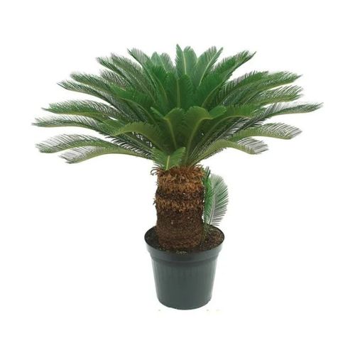 -Flor-Nat-Orq-Vanda-P15- -Flor-Nat-Orq-Vanda-P15-