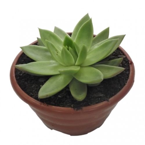 FLOR-NAT-ECHEVERIA-P.21 FLOR-NAT-ECHEVERIA-P.21