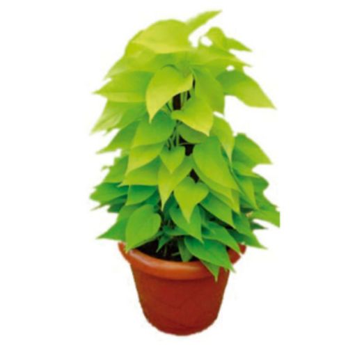 FLOR-NAT-JIBOIA-AMARELA-C21-1UN FLOR-NAT-JIBOIA-AMARELA-C21-1UN