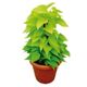 FLOR-NAT-JIBOIA-AMARELA-C21-1UN