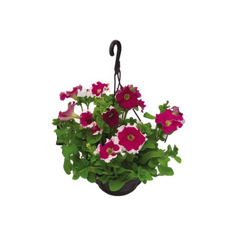 FLOR-NAT-PETUNIA-C-21-1UN FLOR-NAT-PETUNIA-C-21-1UN
