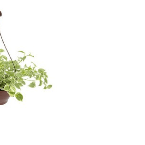 FLOR-NAT-PEPERONIA-SCANDENS-C21-1UN FLOR-NAT-PEPERONIA-SCANDENS-C21-1UN