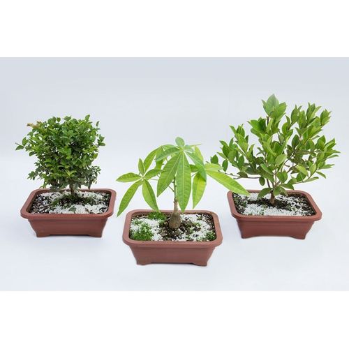 FLOR-NAT-BONSAI-JOVEM-6-10-ANOS FLOR-NAT-BONSAI-JOVEM-6-10-ANOS
