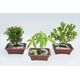 FLOR-NAT-BONSAI-JOVEM-6-10-ANOS