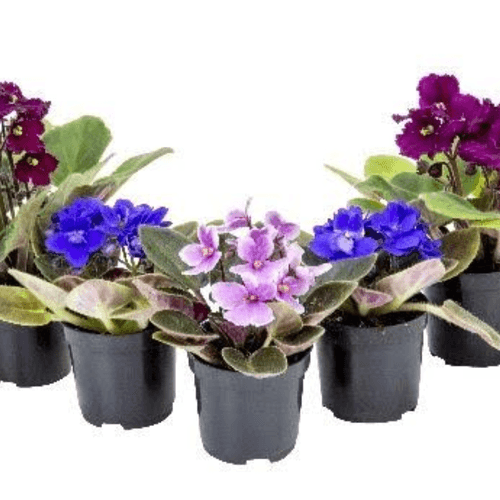 FLOR-NAT-VIOLETA-P06-PT FLOR-NAT-VIOLETA-P06-PT