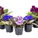 FLOR-NAT-VIOLETA-P06-PT