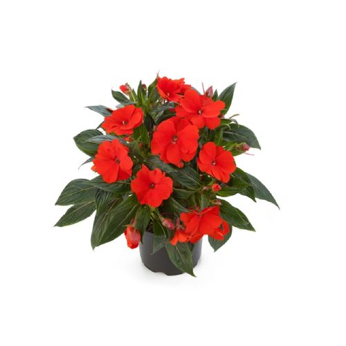 FLOR-NAT-IMPATIENS-P13 FLOR-NAT-IMPATIENS-P13