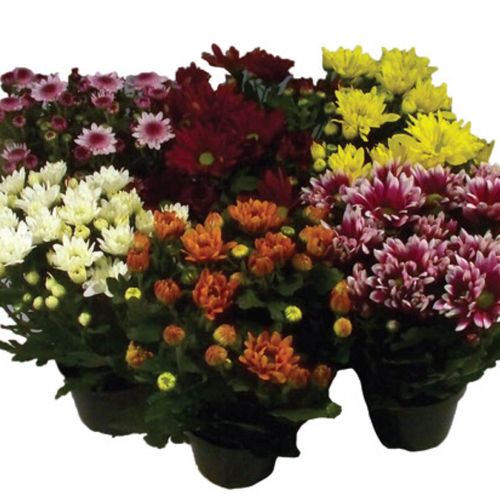 FLOR-NAT-CRISANTEMO-P.11-1UN FLOR-NAT-CRISANTEMO-P.11-1UN