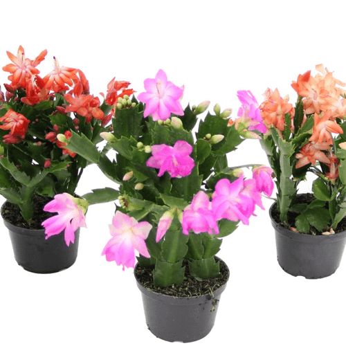 FLOR-NAT-FLOR-MAIO-P11-1UN FLOR-NAT-FLOR-MAIO-P11-1UN