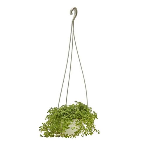 FLOR-NAT-BARBA-MOISES-P13 FLOR-NAT-BARBA-MOISES-P13