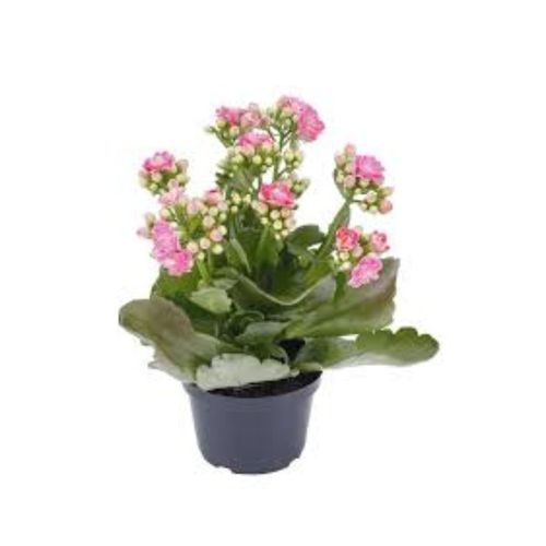 FLOR-NAT-KALANCHOE-DOBRADO-PT-11-1UN