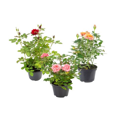 FLOR-NAT-ROSEIRA-MINI-P11-1UN