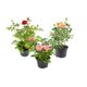 FLOR-NAT-ROSEIRA-MINI-P11-1UN