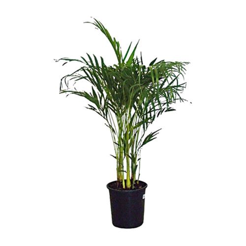 FLOR-NAT-ARECA-BAMBU-P.24 FLOR-NAT-ARECA-BAMBU-P.24