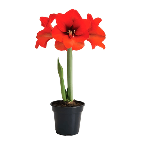 FLOR-NAT-VASO-DEC-AMARYLLIS-1UN FLOR-NAT-VASO-DEC-AMARYLLIS-1UN