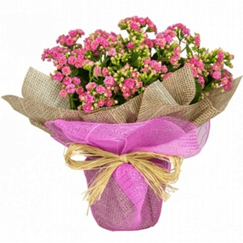 FLOR-NAT-VASO-DEC-CALANDIVA-1UN FLOR-NAT-VASO-DEC-CALANDIVA-1UN