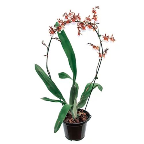 FLOR-NAT-ORQ-ONCIDIUM-SHARRY-BABY-P15