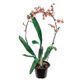 FLOR-NAT-ORQ-ONCIDIUM-SHARRY-BABY-P15