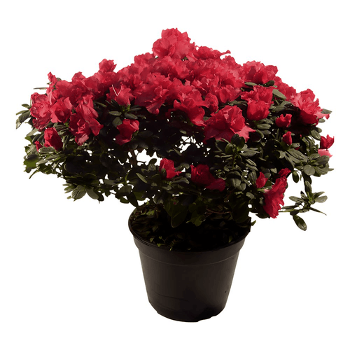 FLOR-NAT-AZALEIA-ARVORE-P.14-1UN