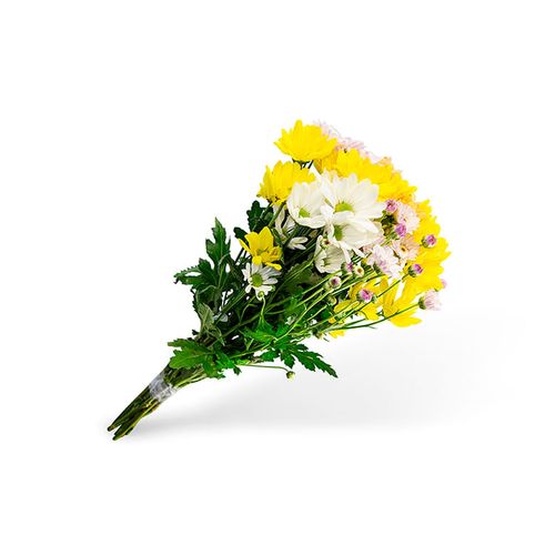 FLOR-NAT-MACO-RAINHA-MARGARIDA-VARIADO FLOR-NAT-MACO-RAINHA-MARGARIDA-VARIADO