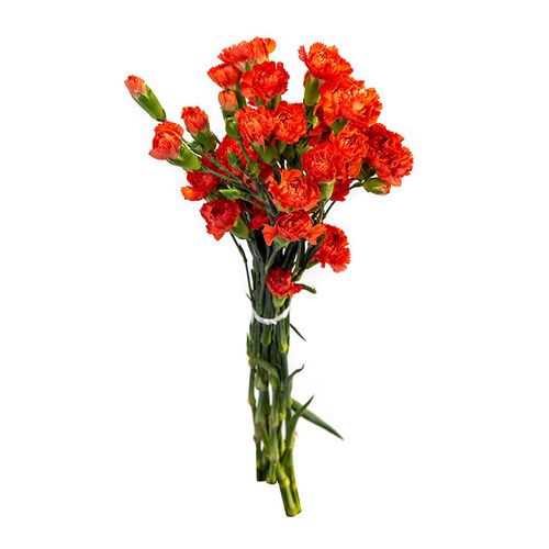 FLOR-NAT-MACO-CRAVINIA-VARIADA FLOR-NAT-MACO-CRAVINIA-VARIADA