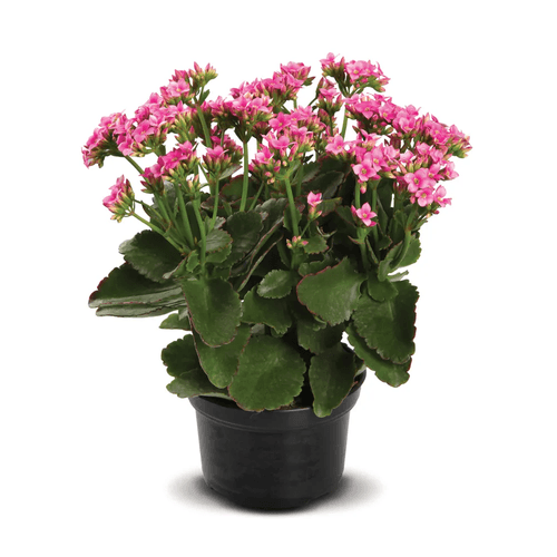 FLOR-NAT-KALANCHOE-DOBRADO-PT15 FLOR-NAT-KALANCHOE-DOBRADO-PT15