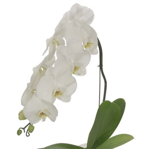 FLOR-NAT-VASO-DEC-ORQUIDEA-PHALAENO-1UN FLOR-NAT-VASO-DEC-ORQUIDEA-PHALAENO-1UN