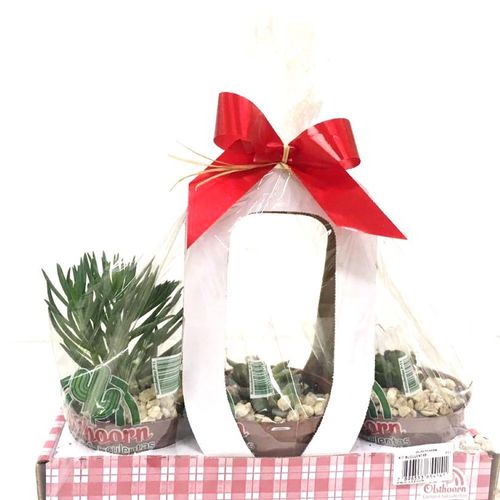 FLOR-NAT-KIT-SUCULENTAS-P11 FLOR-NAT-KIT-SUCULENTAS-P11