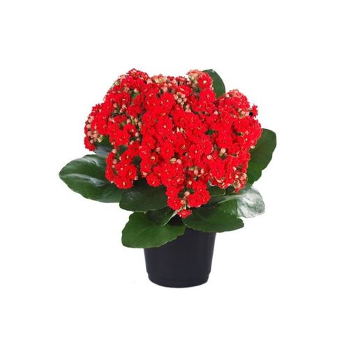 FLOR-NAT-KALANCHOE-DOBRADO-PT06 FLOR-NAT-KALANCHOE-DOBRADO-PT06