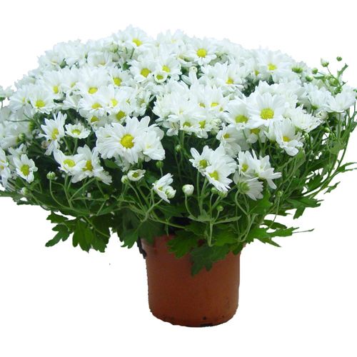 FLOR-NAT-CRISANTEMO-BELGA-P.15-1UN FLOR-NAT-CRISANTEMO-BELGA-P.15-1UN