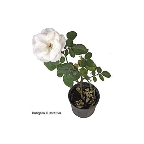 FLOR-NAT-ROSEIRA-MINI-P06-1UN FLOR-NAT-ROSEIRA-MINI-P06-1UN